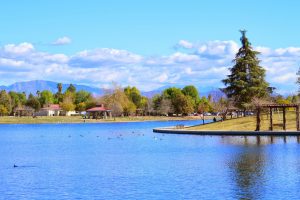 Lake and forest landscape